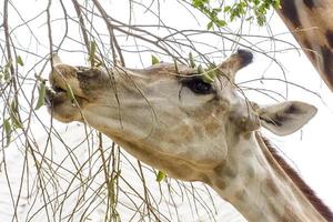 eine Giraffen-Nahaufnahme in einem Zoo foto