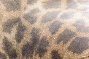 Textur des Giraffenfells foto