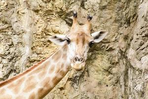eine Giraffen-Nahaufnahme in einem Zoo foto