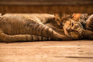 beschnittene aufnahme der schlafenden katze der inländischen paarsüßen. foto