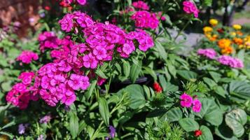 schöne rosa blühende süße williamblumen, dianthus barbatus. foto