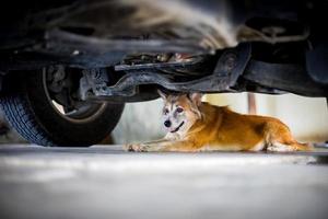 Brauner Hund schläft auf Zementboden unter dem Auto foto