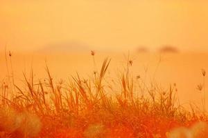 Abstrakter natürlicher Hintergrund mit Gras auf der Wiese und orangefarbenem Himmel im Hintergrund foto