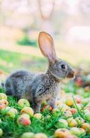 Kaninchen, das Äpfel im Gras im Garten isst. foto