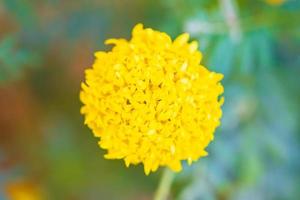 wunderschön blühende gelbe ringelblumen mit unscharfem hintergrund. aus fokus foto