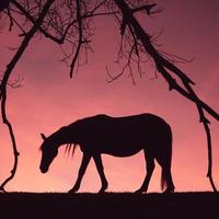 Pferdeschattenbild auf der Wiese mit einem schönen Sonnenunterganghintergrund foto