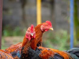 Huhn und Natur foto