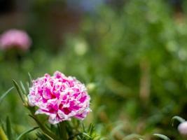 Blume und Blatt foto