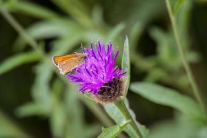 kleiner Skipper-Schmetterling, der sich von einer Distel ernährt foto