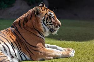 bengalischer Tiger, der in der Sonne sitzt foto