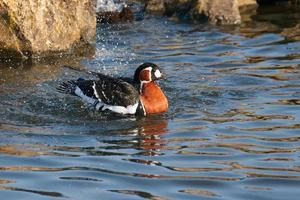 Rothalsgans plantschen im Wasser foto