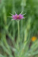 Schwarzwurzeln, Rotwurzeln, Johannes-Bett-gehen-mittags, Austernpflanze, Gemüseauster, Ziegenbart-Wildblume foto