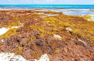 Sehr ekelhafter roter Seetang Sargazo Strand Playa del Carmen Mexiko. foto