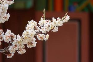 Frühlingsblumenpflaume, eine blühende Pflaumenblume foto