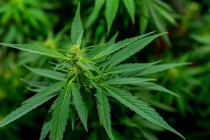 grüne Cannabisblätter für medizinische oder kulinarische Zwecke foto