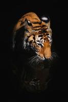 Nahaufnahme Gesicht Tiger isolieren auf schwarzem Hintergrund foto