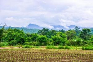 Unterirdische Bohnenfarmen rund um die Berge in Nordthailand foto