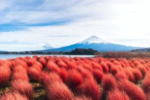 fuji in der herbstsaison mit rotem kochia foto