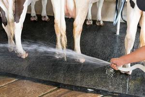Bauer, der daran arbeitet, Kühe zu reinigen. selektiver Fokus. foto