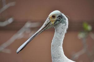 größeres flamingovogeltier foto