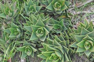 Aloe Vera afrikanische Sukkulente, die oft in der Kräutermedizin verwendet wird foto