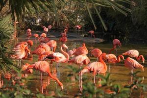 Scharlachsichler alias Eudocimus ruber Vogeltiere in einem Wasserteich foto