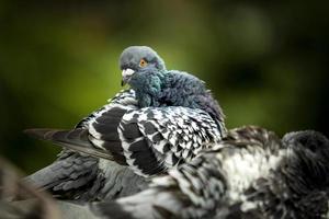 Brieftaube putzen Feder im grünen Park foto