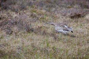 eurasischer brachvogel täuscht eine verletzung vor, um räuber von ihrem nest wegzulocken foto