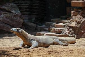 fuengirola, andalusien, spanien, 2017. komodo waran im bioparc foto