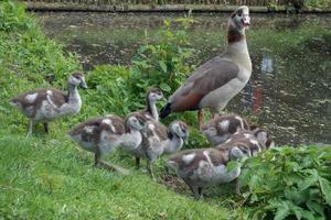 ägyptische Gänse mit Gänschen foto