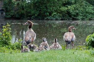 ägyptische Gänse mit Gänschen foto