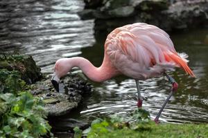 chilenischer Flamingo am Wasserrand foto