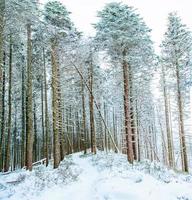 magischer Winter schneebedeckter Baum foto