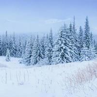 wunderbare Winterlandschaft foto