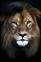 afrikanischer Löwe foto