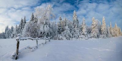 Bäume im Winter foto