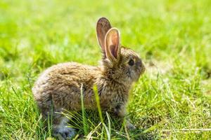 Kaninchen auf dem Rasen foto