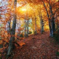 Waldweg im Herbst. foto