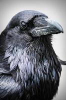 Nahaufnahme eines schwarzen Rabenkorvus corax foto