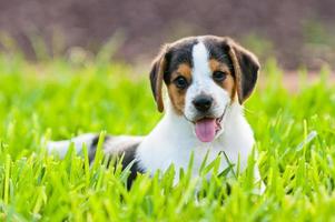 Beagle Welpe sitzt im Gras.