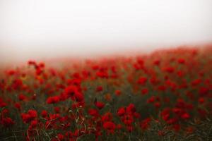 Schönes Feld mit roten Mohnblumen im Abendlicht. Nahaufnahme von roten Mohnblumen in einem Feld. rote Blumen Hintergrund. schöne Natur. Landschaft. romantische rote Blumen. foto