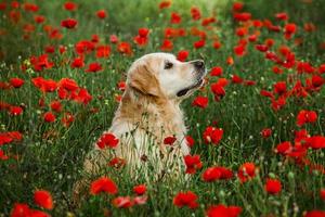 Labrador-Retriever-Hund. golden retriever-hund auf gras. entzückender Hund in Mohnblumen. foto