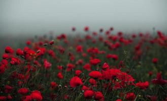 Schönes Feld mit roten Mohnblumen im Abendlicht. Nahaufnahme von roten Mohnblumen in einem Feld. rote Blumen Hintergrund. schöne Natur. Landschaft. romantische rote Blumen. foto