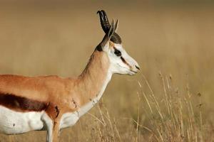 Springbock Antilope
