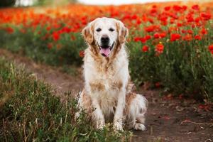 Labrador-Retriever-Hund. golden retriever-hund auf gras. entzückender Hund in Mohnblumen. foto