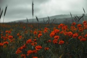 Schönes Feld mit roten Mohnblumen im Abendlicht. Nahaufnahme von roten Mohnblumen in einem Feld. rote Blumen Hintergrund. schöne Natur. Landschaft. romantische rote Blumen. foto