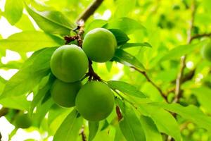 prunus salicina, prunus triflora oder prunus thibetica, allgemein als japanische Pflaume oder chinesische Pflaume bezeichnet, ist ein kleiner Laubbaum, der in China beheimatet ist. grüne prunus salicina auf einem baum. foto