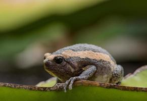 In Asien lebende Amphibien, asiatische Frösche und Kröten foto