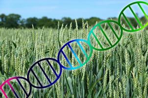Genome Editing oder gentechnische DNA-Helix über Weizenfeldernte foto