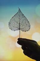 Trockenes transparentes Pappelblatt in der Natur foto